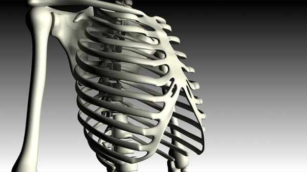 maya human skeleton - Skeleton (top) by philbert2286
